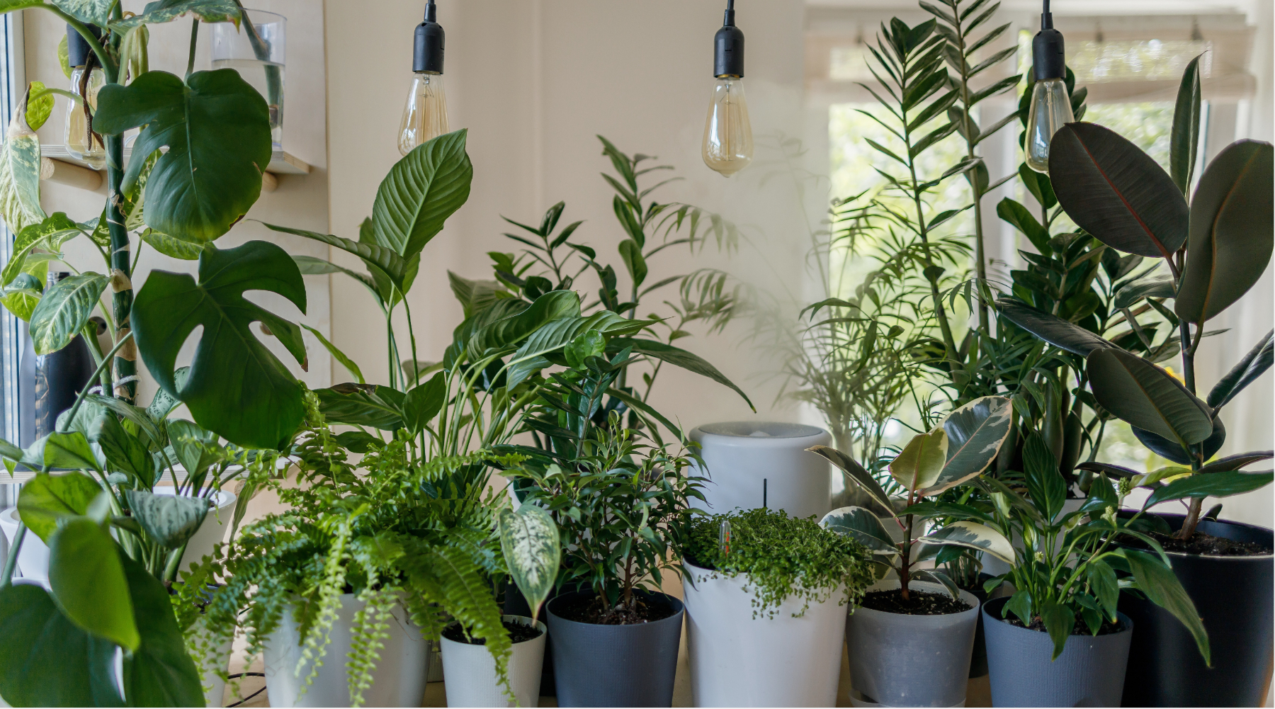 Popularni patent “infuzije“ za biljke je genijalno rešenje za spas vašeg kućnog zelenila!