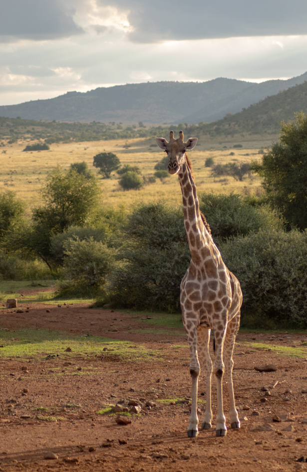Journal preporuka nedelje: Knjiga „Na zapad sa žirafama“