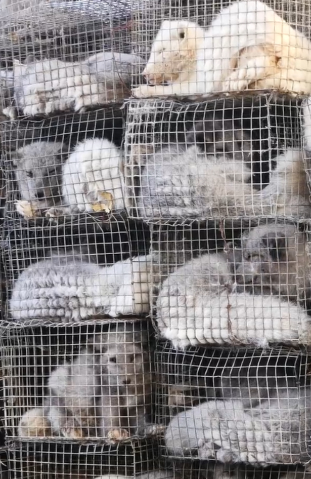 Novi dokumentarac SLAY razotkriva okrutnu upotrebu životinja u modi