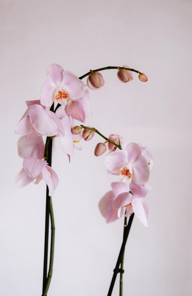 Donosimo vam savete kako da pravilno uzgajate vašu orhideju