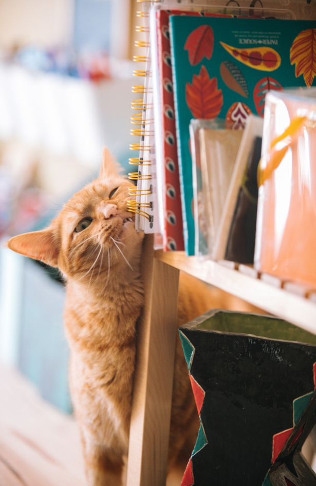 Da li ste čuli da postoji Mačak koji je spasao knjige?
