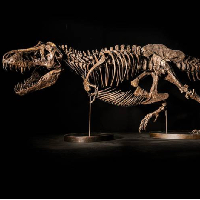 Na aukciji Christie’s našao se fosil tiranosaurus reksa