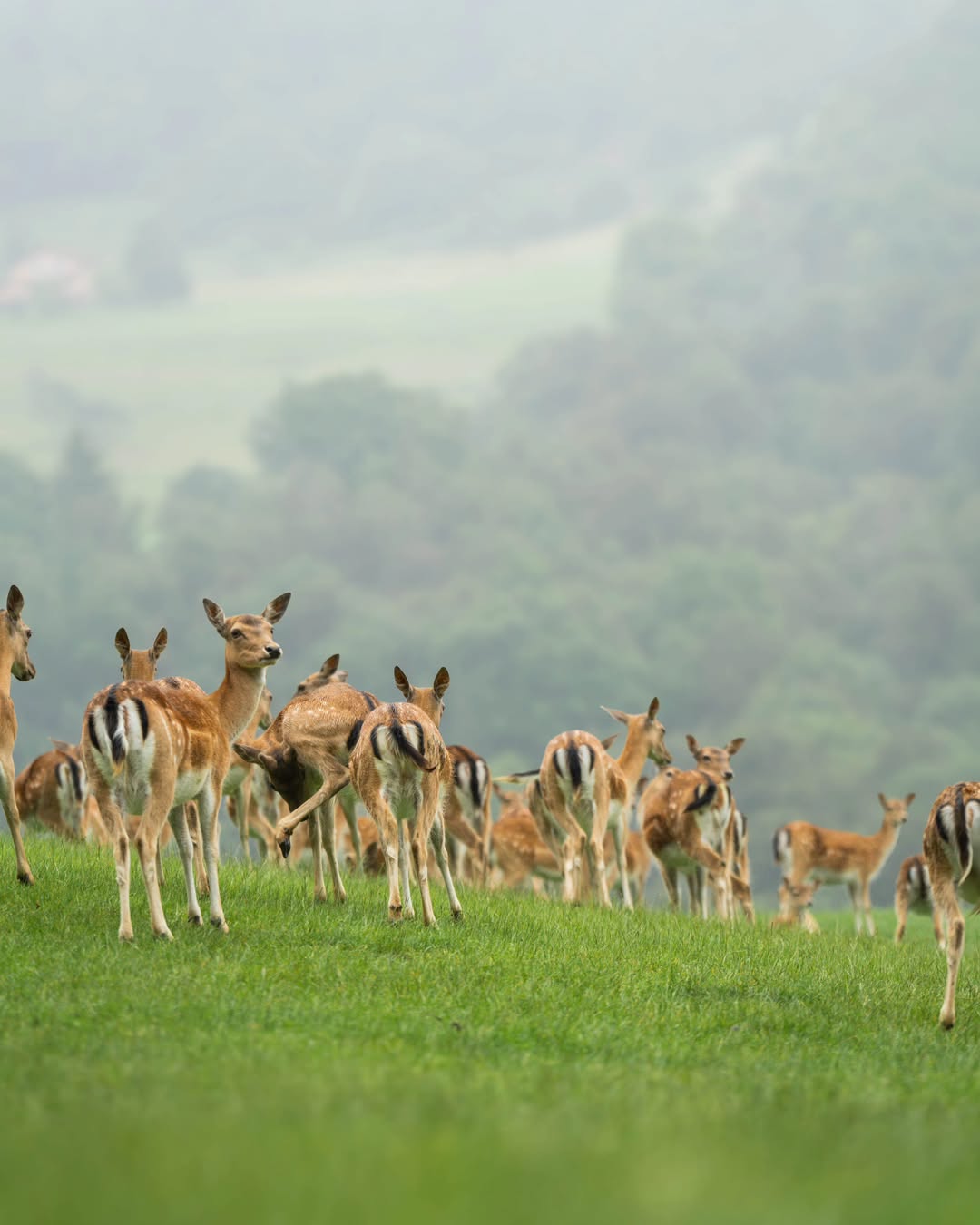 Ako preferirate boravak u prirodi, Jelenov greben u Sloveniji je idealna opcija za jesenji izlet