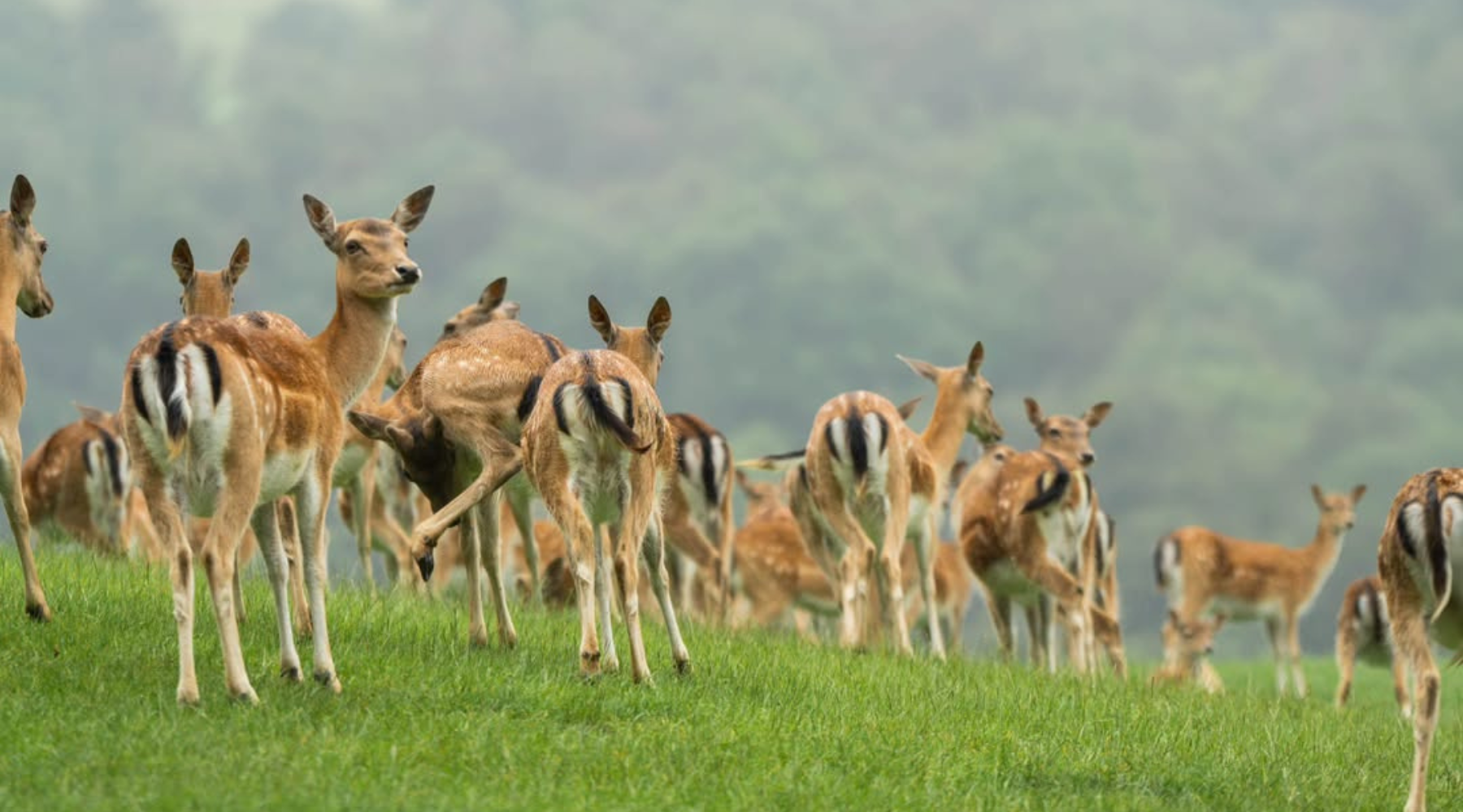Ako preferirate boravak u prirodi, Jelenov greben u Sloveniji je idealna opcija za jesenji izlet