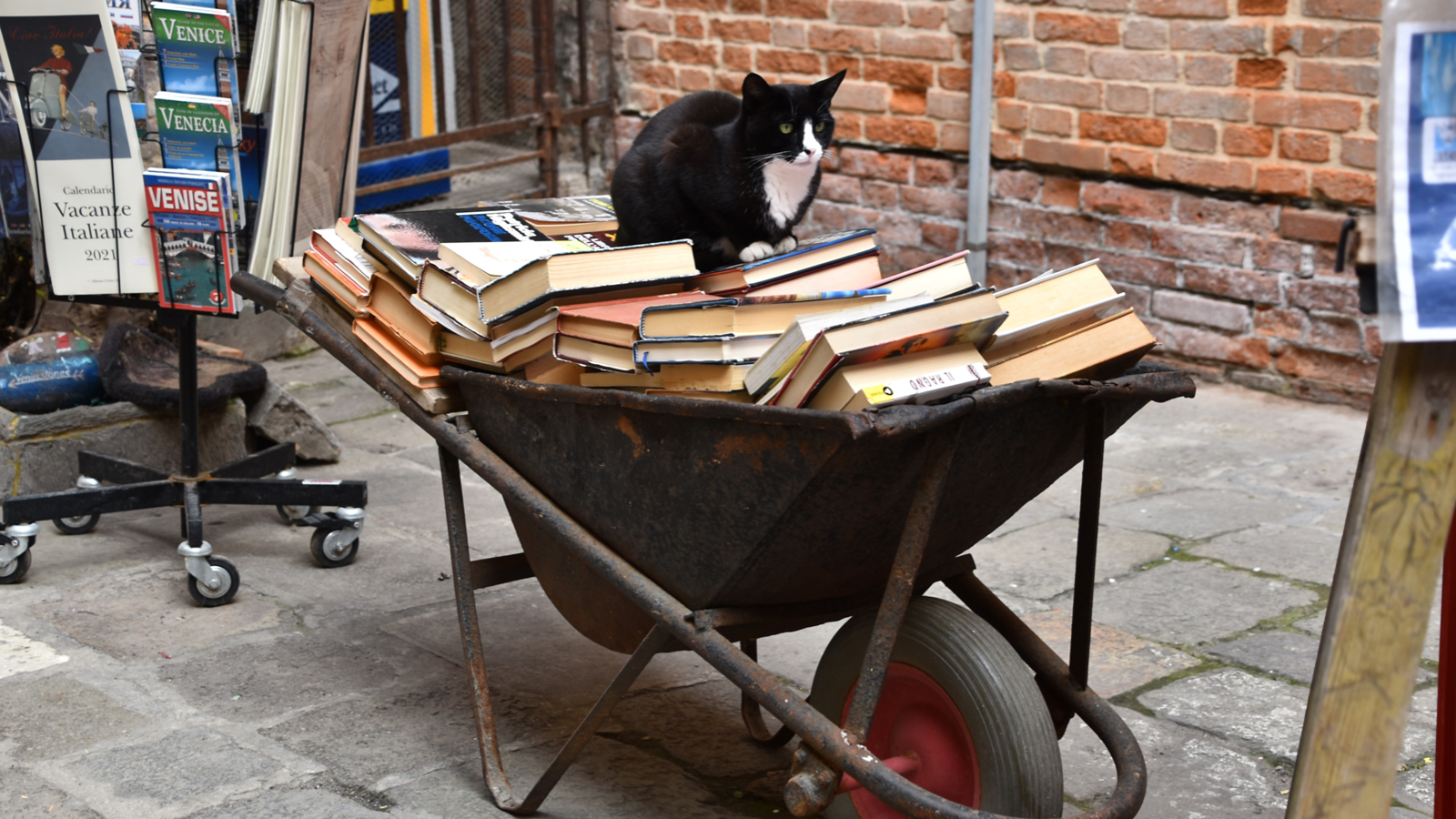 Da li ste čuli da postoji Mačak koji je spasao knjige?