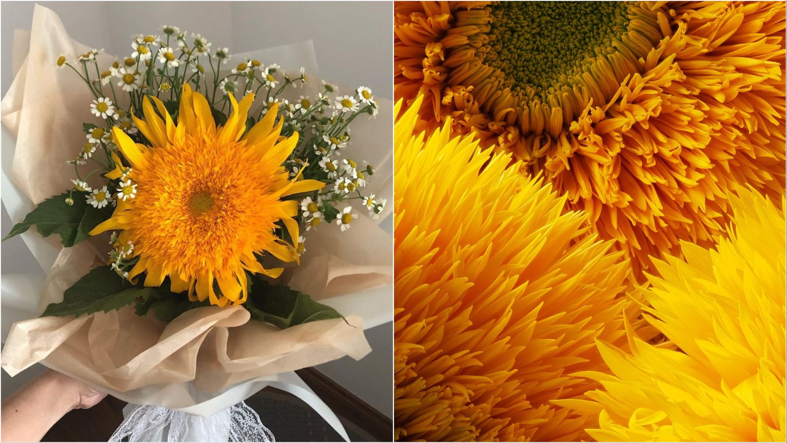 Biljka meseca: Sunflower Teddy Bear