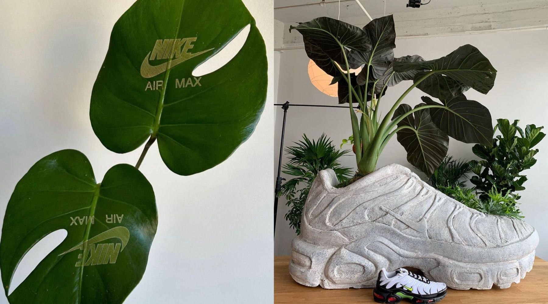 Hypebeast biljka meseca: Nike AirMax Monstera deliciosa