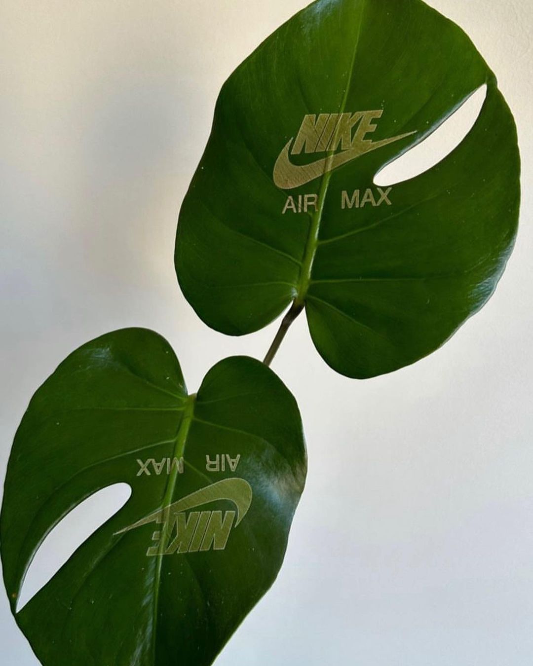 Hypebeast biljka meseca: Nike AirMax Monstera deliciosa