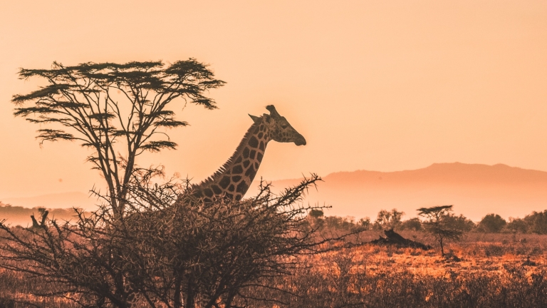 safari afrika marija ratkovic journal insider