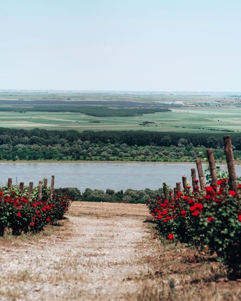 vinarija šapat