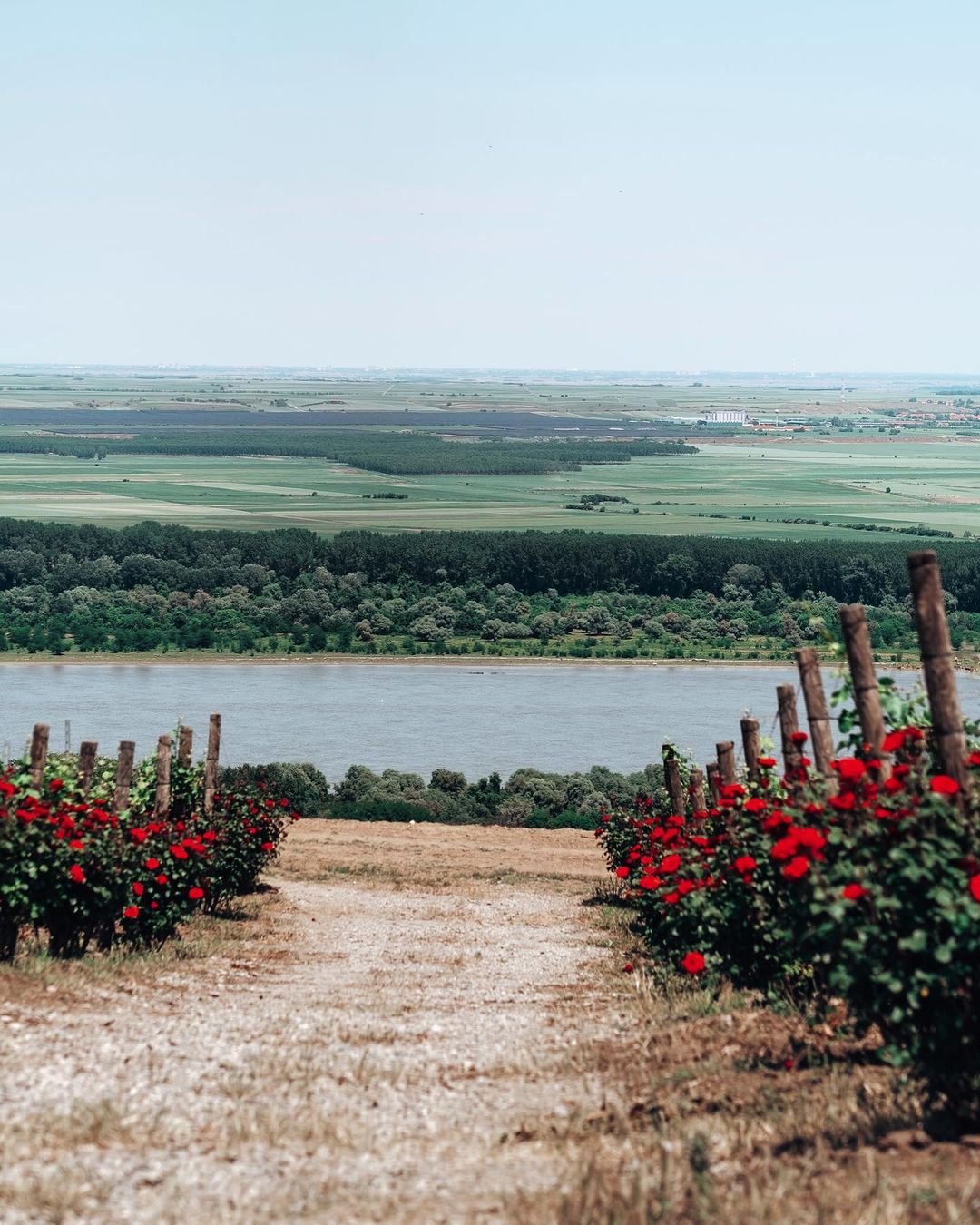 Počinje sezona berbe grožđa: Predlažemo posetu vinarijama