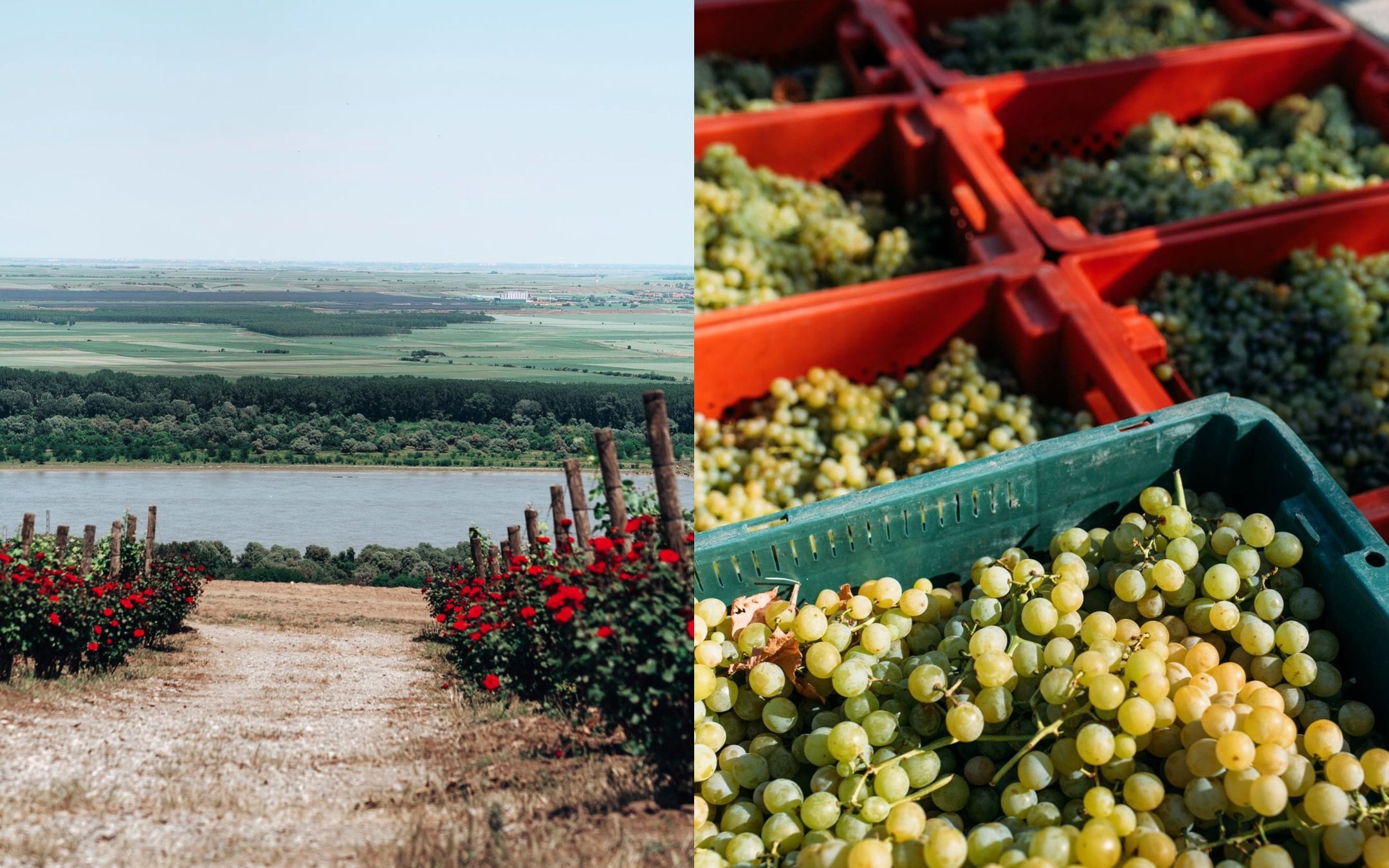 Počinje sezona berbe grožđa: Predlažemo posetu vinarijama