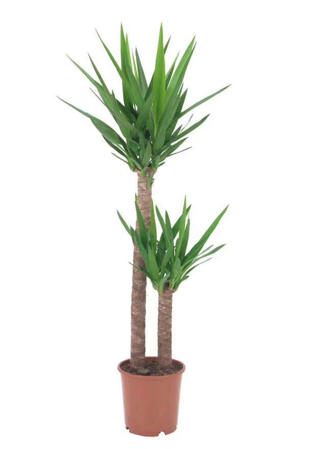 yucca