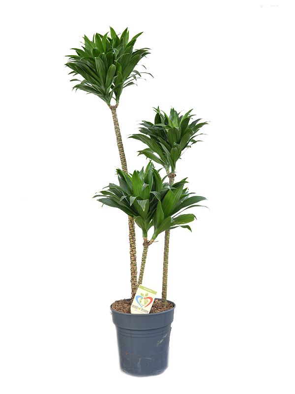 dracena-kompakta