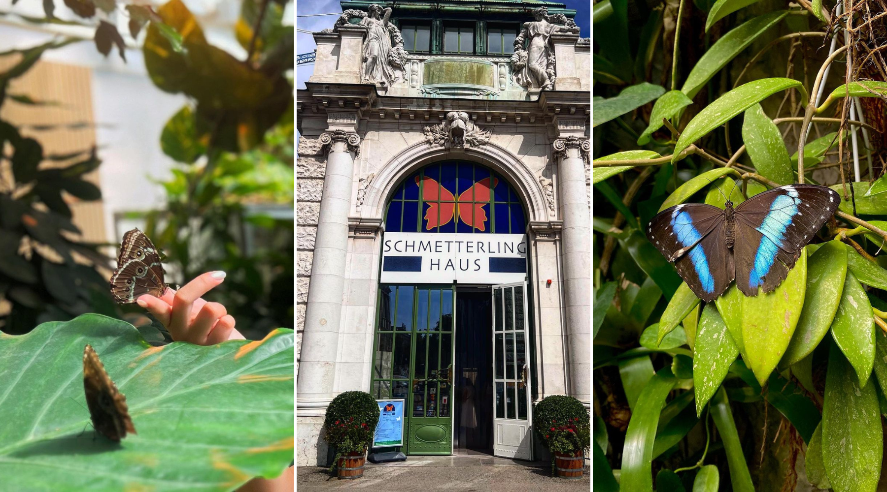 Ukoliko uskoro planirate put u Beč, na must-visit listu dodajte Kuću leptira