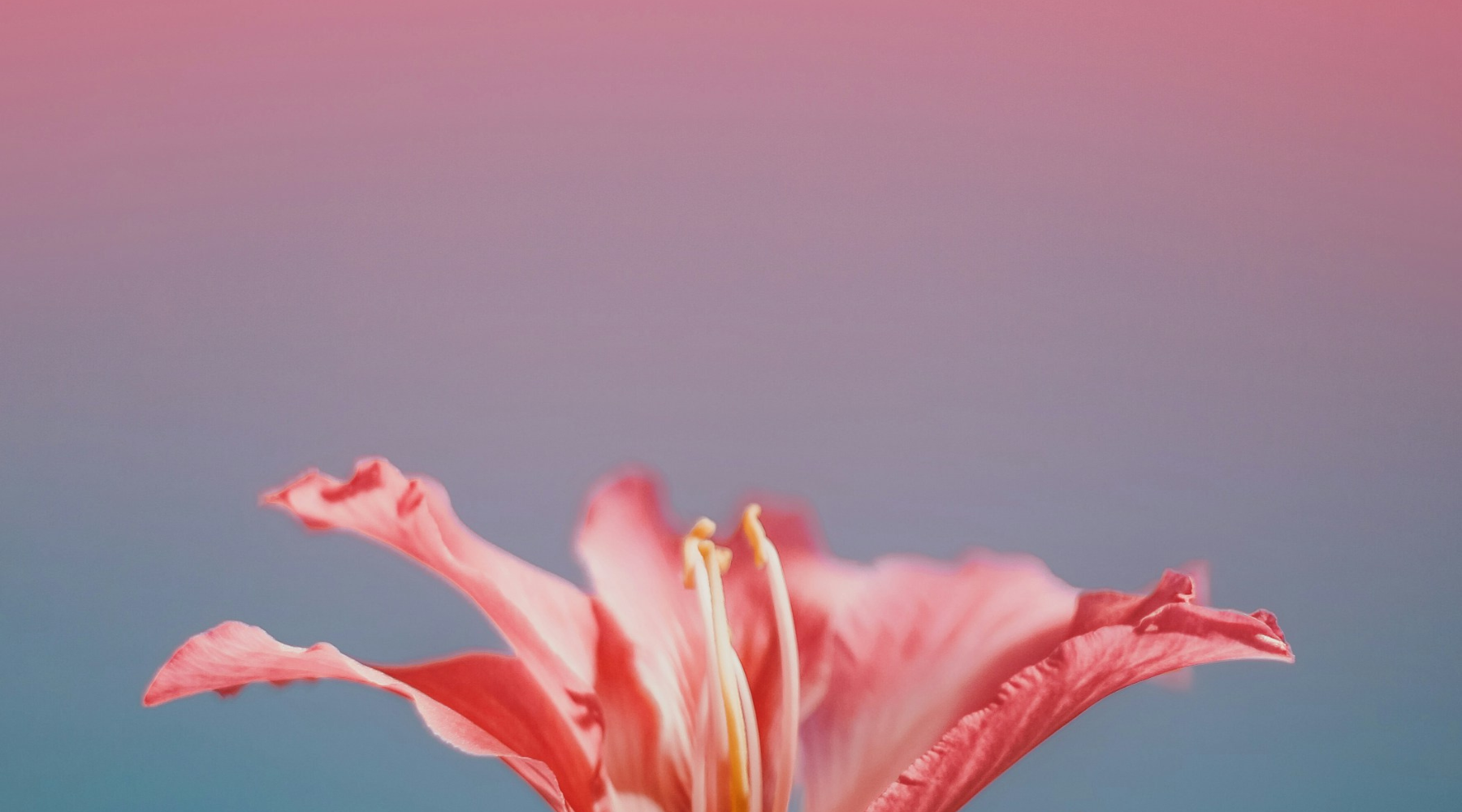 Srećna porodica: Crveni hibiskus