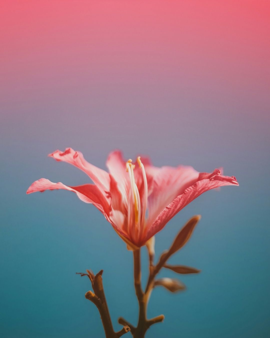 Srećna porodica: Crveni hibiskus