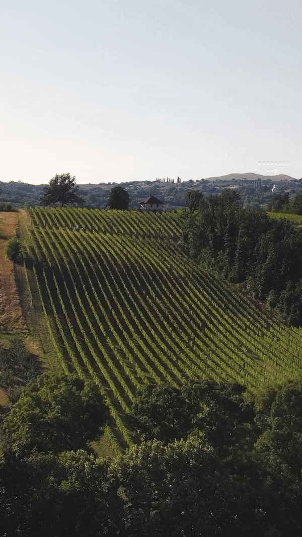 vinarija plavi perun vinarije u srbiji