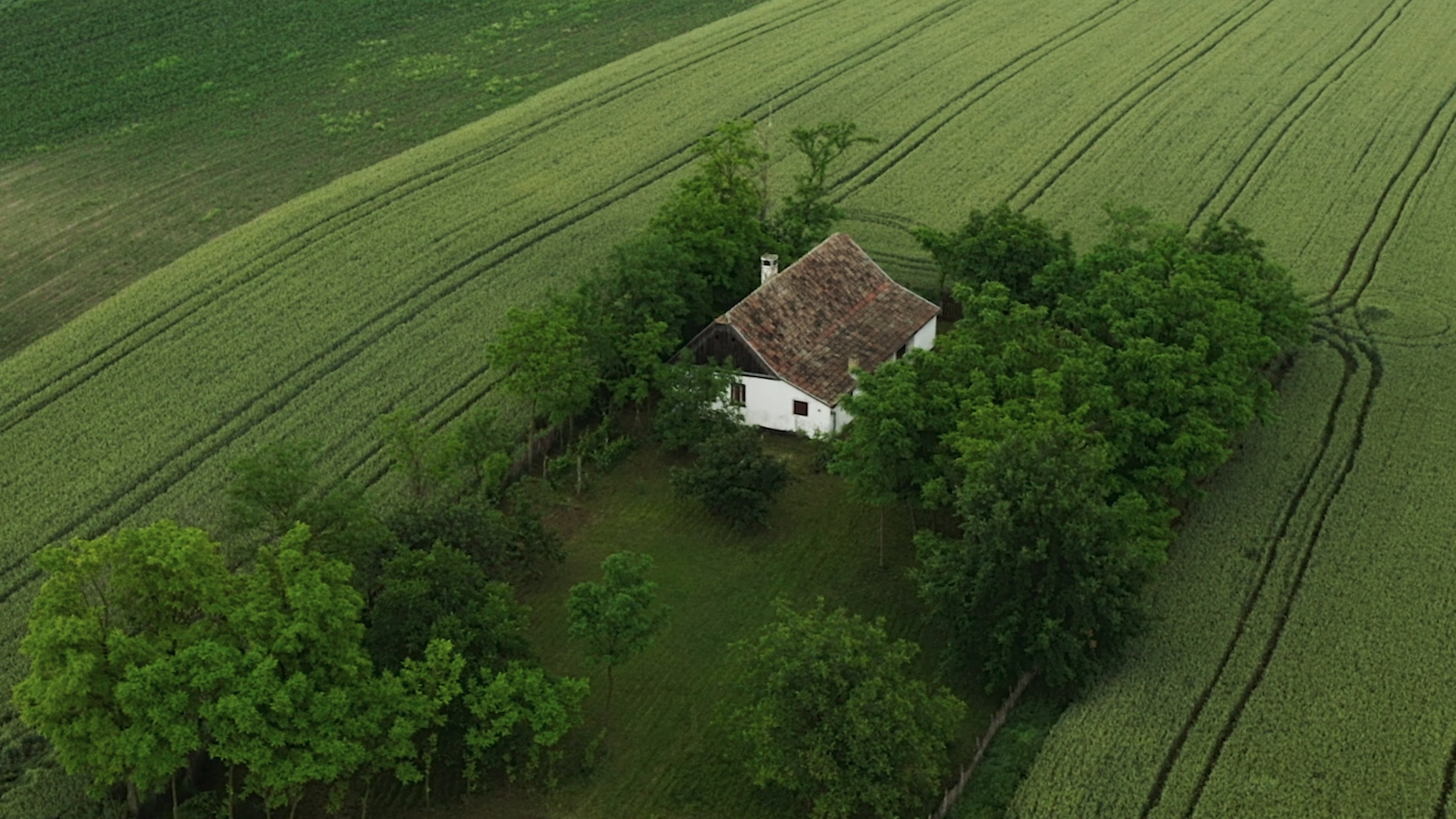 flim o zvonku bogdanu, maja uzelac, beldocs