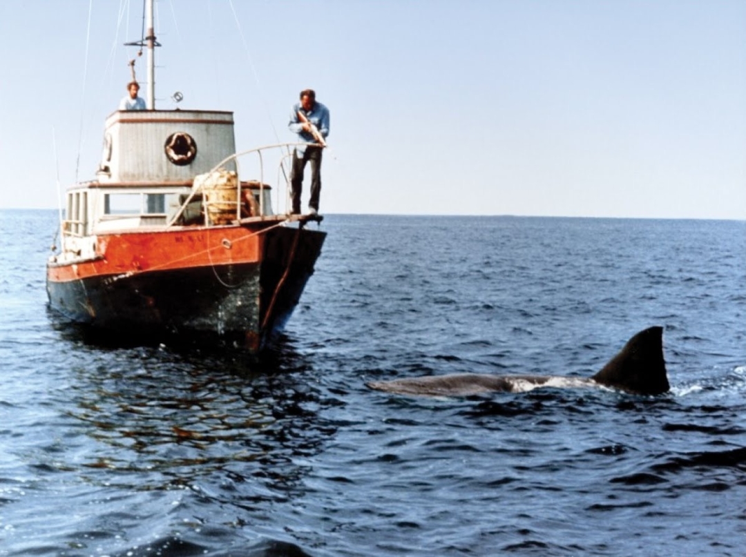 Prošlo je 50 godina od filma „Jaws“, a i dalje pričamo o njemu. Otkrivamo kako je promenio kinematografiju