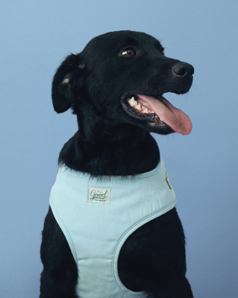 Extreme Intimo x Vera Adopt